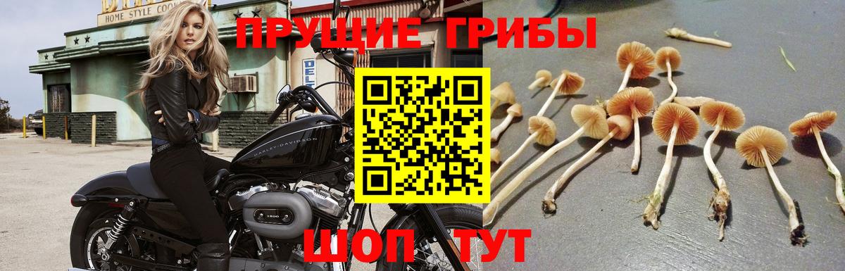 Камышлов  Галлюциногенные грибы мухоморы  Псилоцибиновые грибы мухоморы  Вход с VPN 